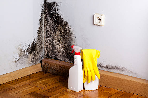 Trusted Crosby, MN Mold Removal Experts